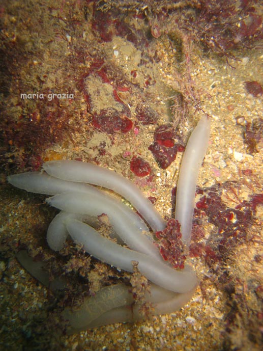 uova di calamaro